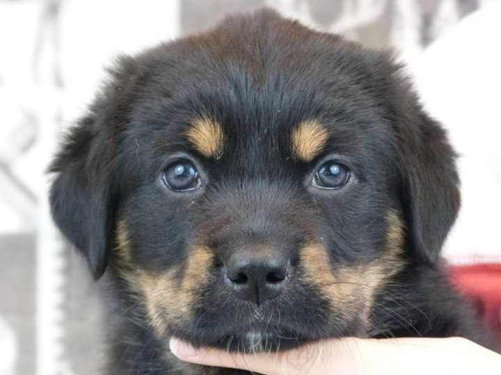 chinook puppy